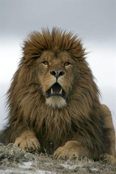 barbary lion still alive.